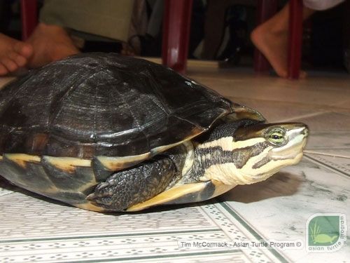 New surveys for the Vietnamese Pond Turtle (Mauremys annamensis ...