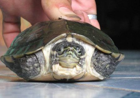 Reintroduction preparations for captive bred Vietnamese Pond Turtles