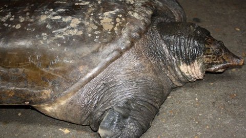 Large softshell turtle caught in the Red River, Hanoi causes a stir