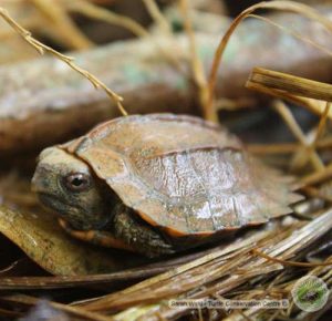 Two Keeled box turtle (Cuora mouhotii) hatchlings found in semi-wild ...