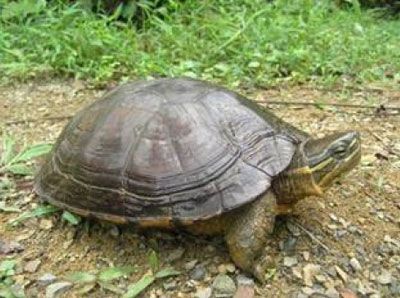 Mauremys annamensis recorded in natural habitat after 65 years