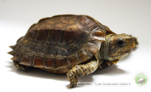 4 endangered Keeled box turtles (Cuora mouhotii) transferred to the TCC ...