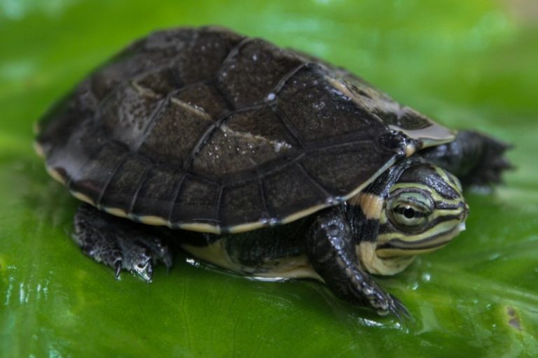 Mauremys annamensis hatchling