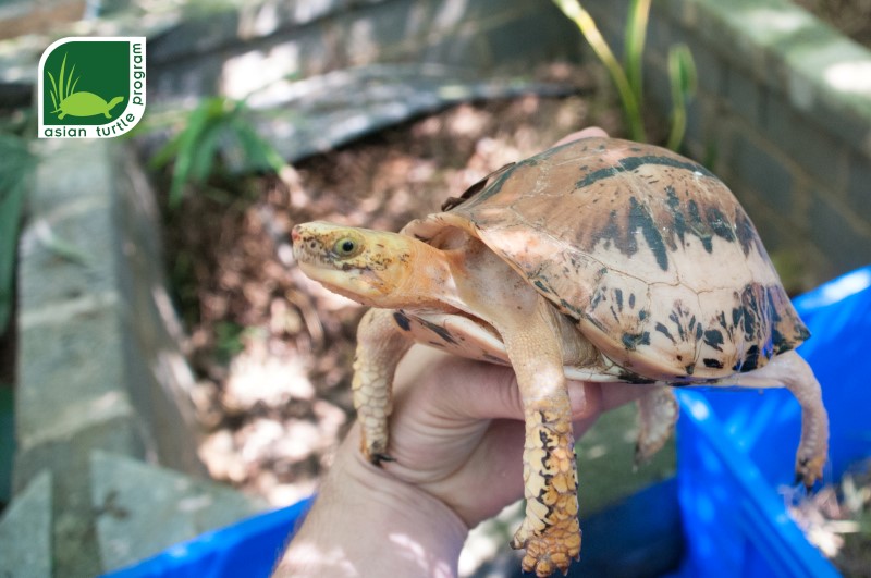 Critically endangered turtles rescued in Quang Nam Province, central ...