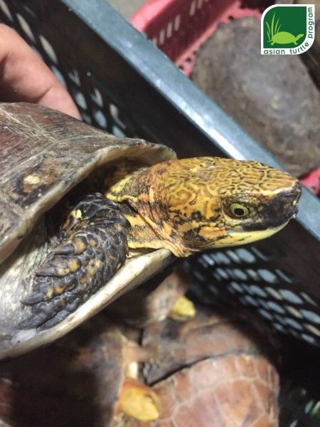 Second rescue of turtles from Quang Nam province, central Vietnam