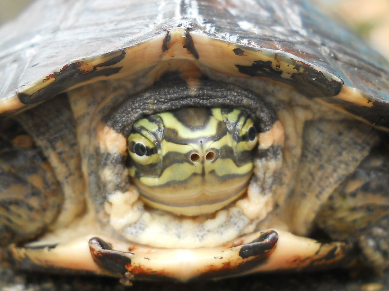 Turtle Conservation Centre