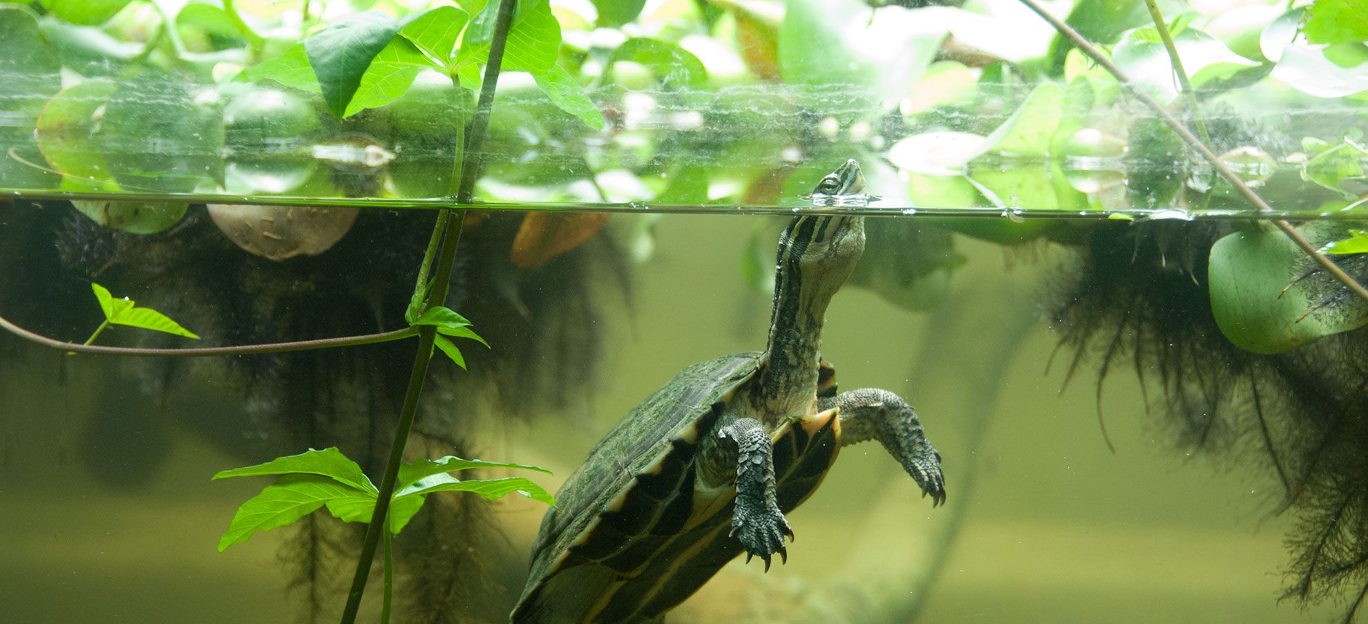 Mauremys annamensis