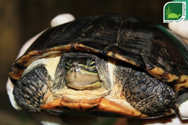 Looking For Love In Vietnam – Lonely Endemic Vietnamese Pond Turtle 