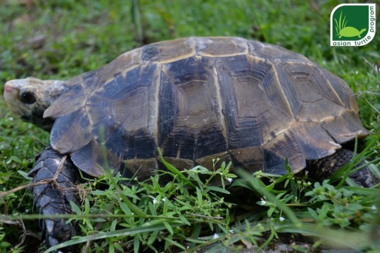 rafetus turtle update rafetus turtle update