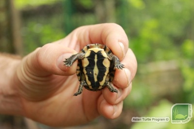 {:en}Cuc Phuong National Park breeding success for the Vietnamese Pond Turtle in 2015{:}{:vi}Vườn quốc gia Cúc Phương thành công trong việc nhân giống rùa Trung bộ năm 2015{:}