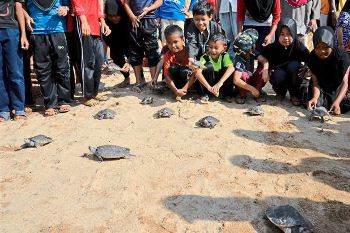 Turtle release in Malaysia
