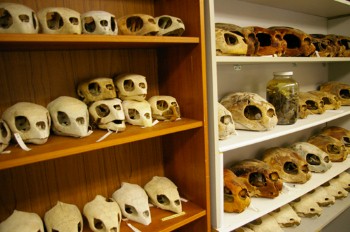 skulls-in-a-row_web21