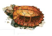 Cuora mouhotii drawing