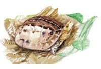 Cuora bourreti drawing Cuora bourreti