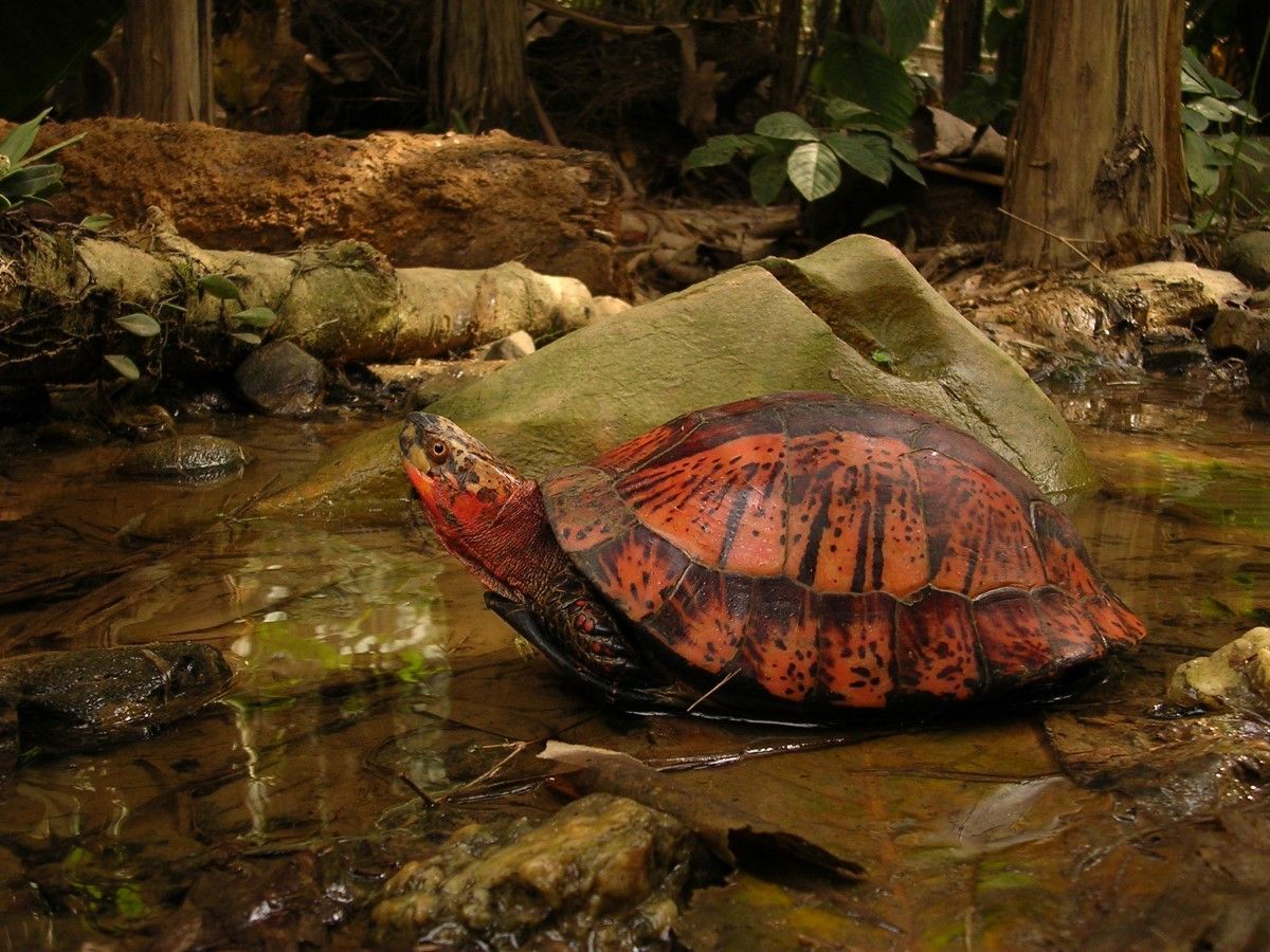 Cuora galbinifrons