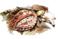 Cuora picturata drawing