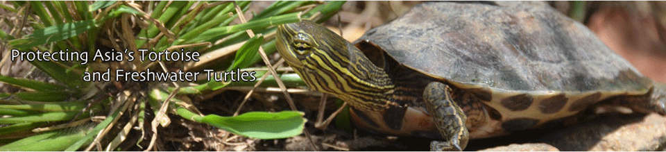 Hybrid between Vietnamese Pond Turtle and Chinese Stripe Necked - rùa: Tận hưởng những khoảnh khắc tuyệt vời với những chú rùa lai Việt-Trung độc đáo này. Từ chiếc mỏ cong đến bộ áo sọc, mỗi chi tiết đều khiến bạn say đắm.