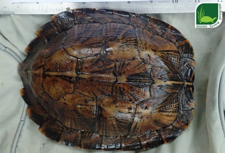 The Western Black-Bridged Leaf Turtle, Cyclemys atripons: a new member ...