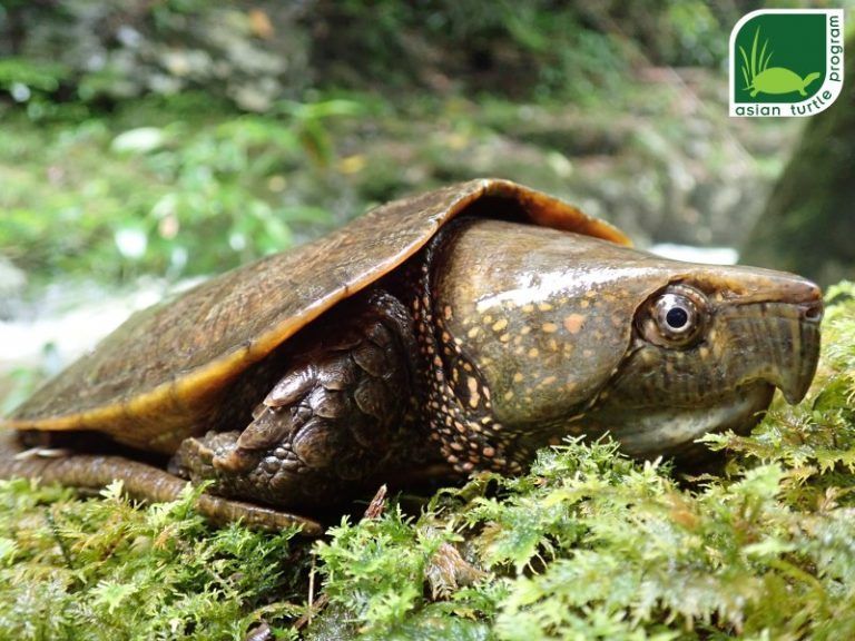 The Big-headed Turtle (Platysternon megacephalum) Project