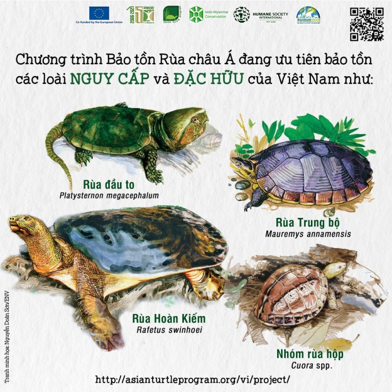 Những sự thật bạn có thể chưa biết về các loài rùa cạn và rùa nước ngọt ...