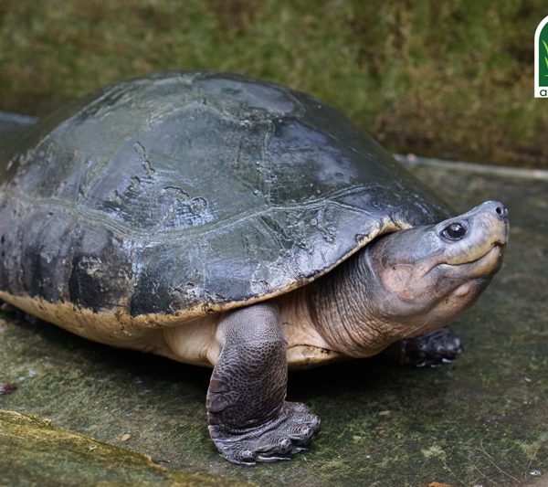 Malaysian Giant Turtle