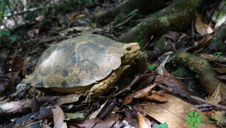 Impressed Tortoises returned to the wild in central Vietnam