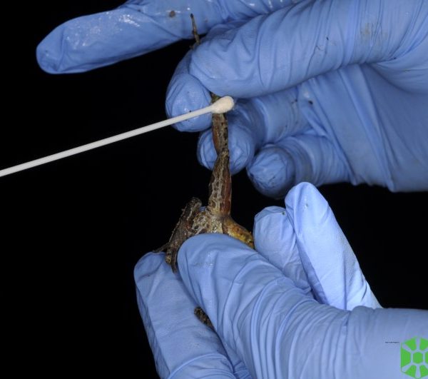 Collect swab sample NTLuanwtmk