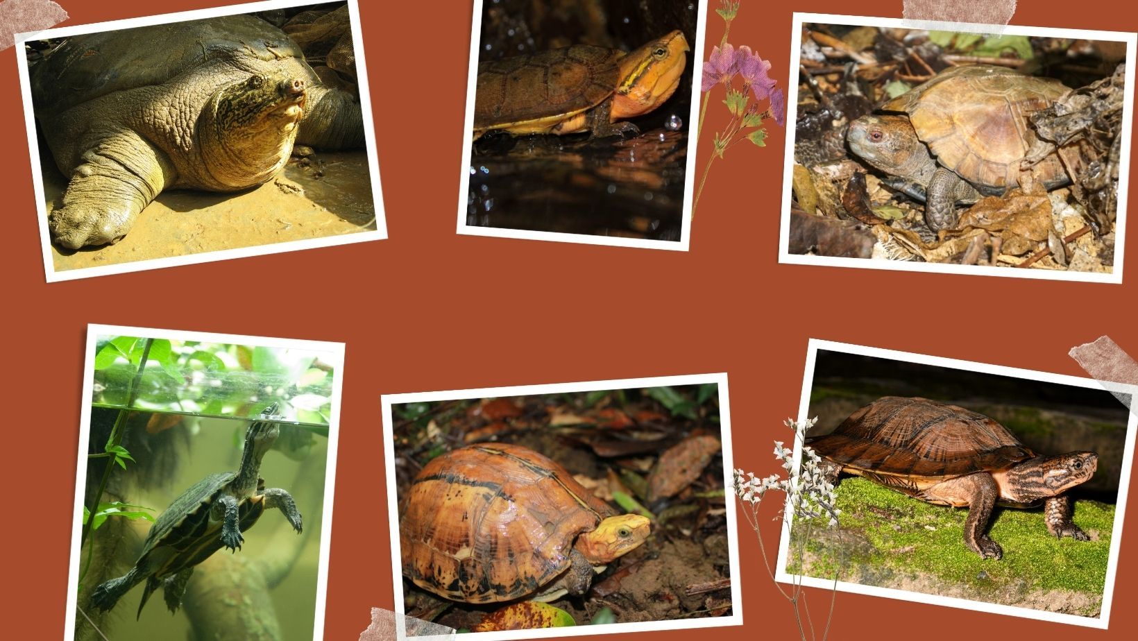 Asian Turtle Program