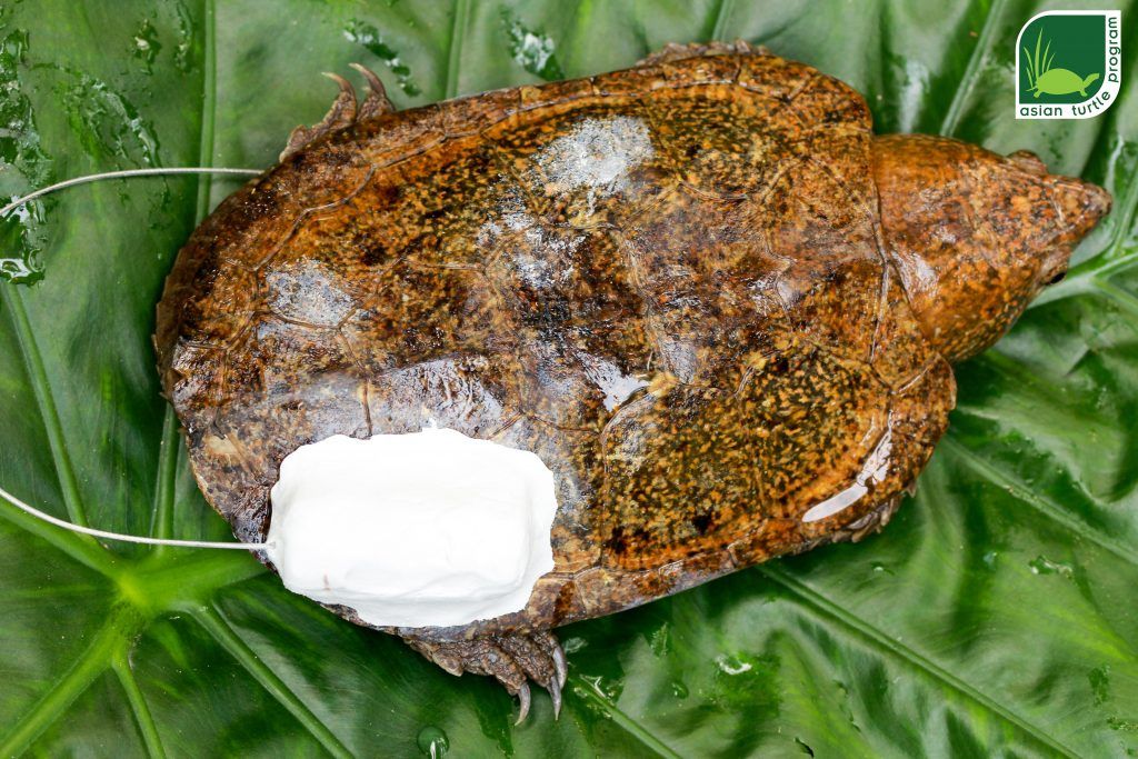 A Big-headed Turtle (Platysternon megacephalum) with a radio transmitter attached on the rear carapace at the Turtle Conservation Centre of Cuc Phuong National Park. Photo by: Hoang Van Ha – ATP/IMC.