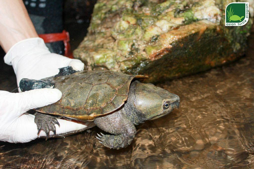 This Big-headed Turtle made its way to its new home with a transmitter and data logger on its carapace. Photo by: Hoang Van Ha – ATP/IMC.