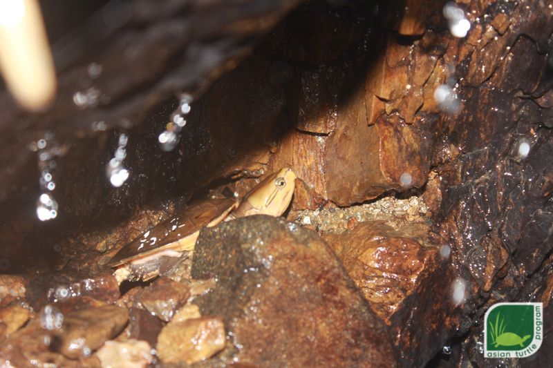 {:en}91 Critically Endangered Turtles Released In Central Vietnam{:}{:vi}Tái thả 91 cá thể rùa cực kỳ nguy cấp về tự nhiên ở miền Trung Việt Nam{:}