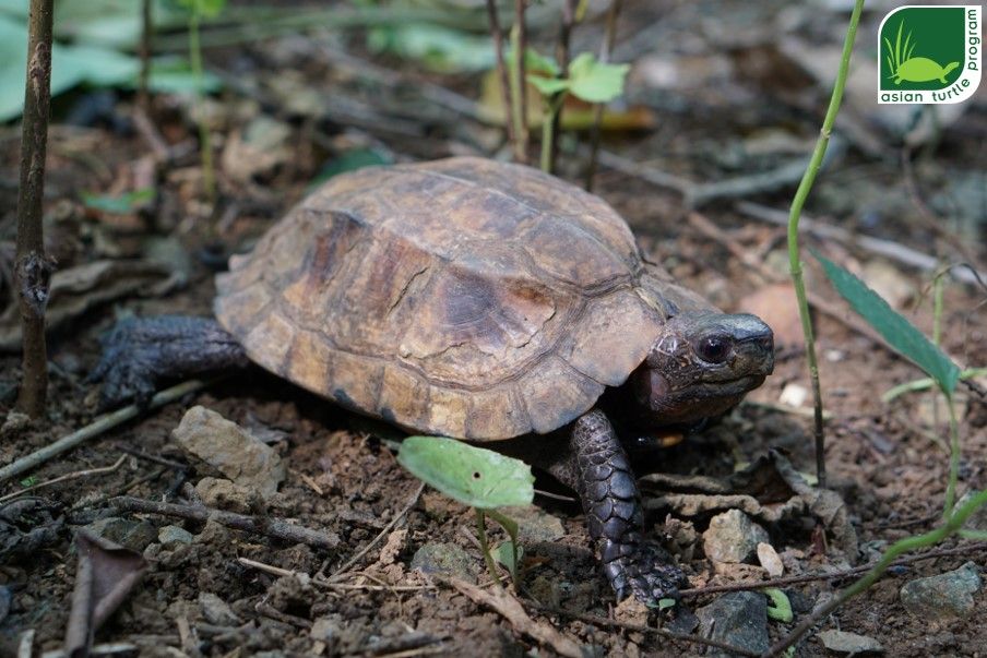 {:en}The Turtle Conservation Centre Receives A Keeled Box Turtle Found In The Local Village{:}{:vi}Trung tâm bảo tồn rùa (TCC) tiếp nhận một cá thể rùa sa nhân tìm thấy tại địa phương {:}