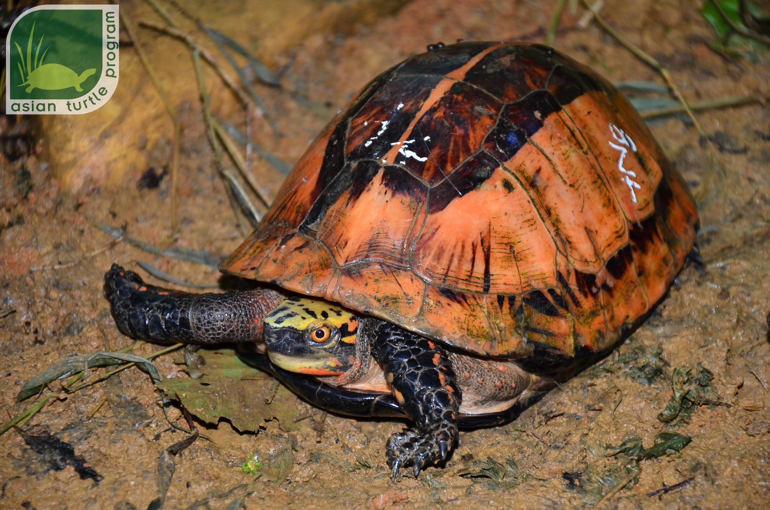 New Decree Updates The Legal Protection Of Wildlife Including Turtles 