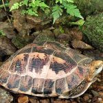Bourrets_Box_Turtle Bourrets Box Turtle