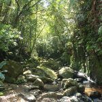 Stream_Bach Ma National_park_Vietnam Stream Bach Ma National park Vietnam