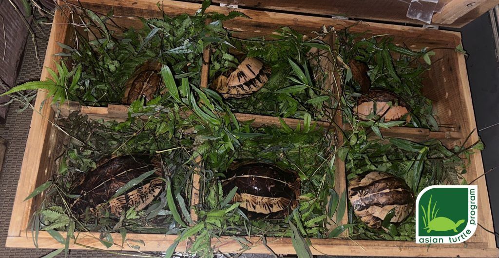{:en}Emergency Turtle Rescue in Northern Vietnam: One of the Largest Native Turtle Confiscations in a Decade{:}{:vi}Khảo sát thực địa bổ sung thêm dữ liệu về đa dạng sinh học của khu vực Đèo Cả, miền Trung Việt Nam{:}