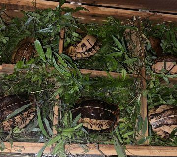 09 2026 05 12 272 turtles confiscated in Lang Son Cuora galbinifrons Linh R 6 WKM LOGO ATP 360x320