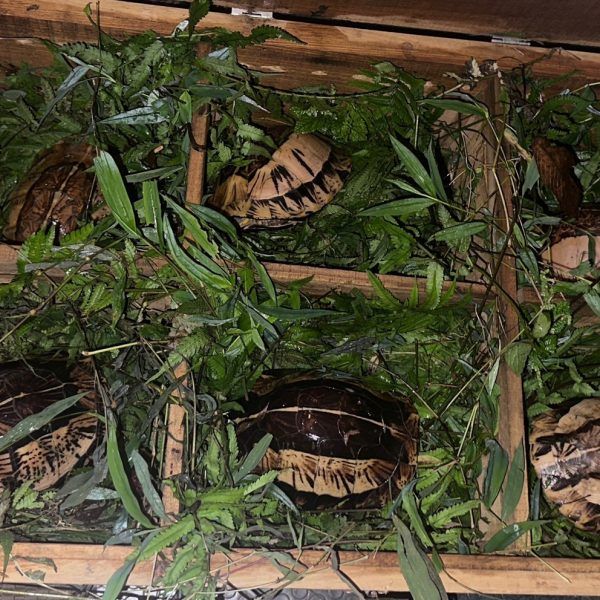 09 2026 05 12 272 turtles confiscated in Lang Son Cuora galbinifrons [Linh  R] (6) WKM LOGO ATP