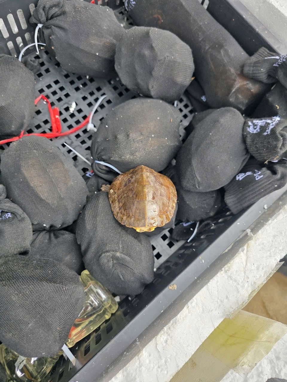 1 2026 05 11 272 turtles confiscated in Lang Son [Lang Son FPD  R] (1) WKM LOGO ATP
