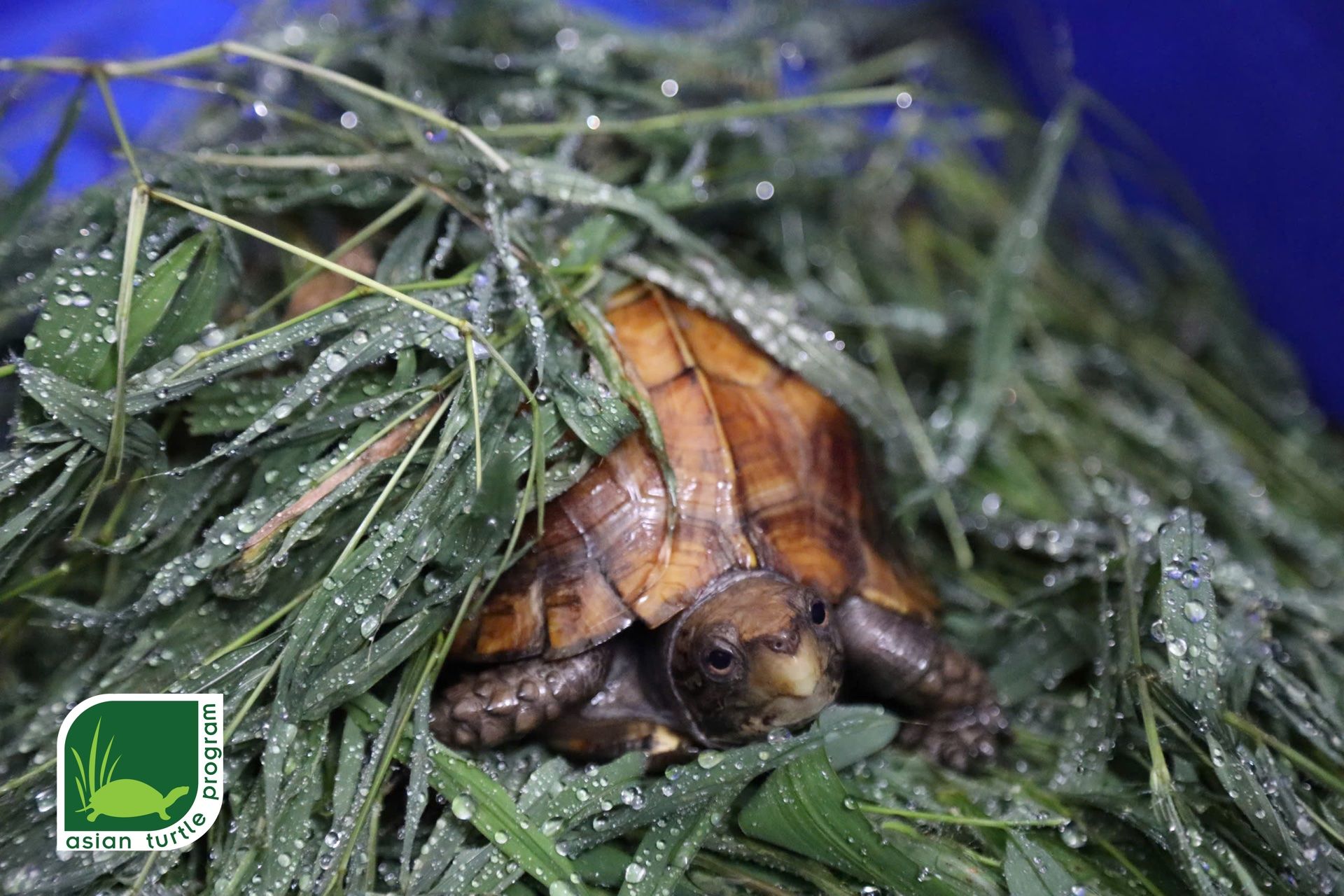 3 2026 05 26 Turtles repatriation from Korea Keeled Box Turtle