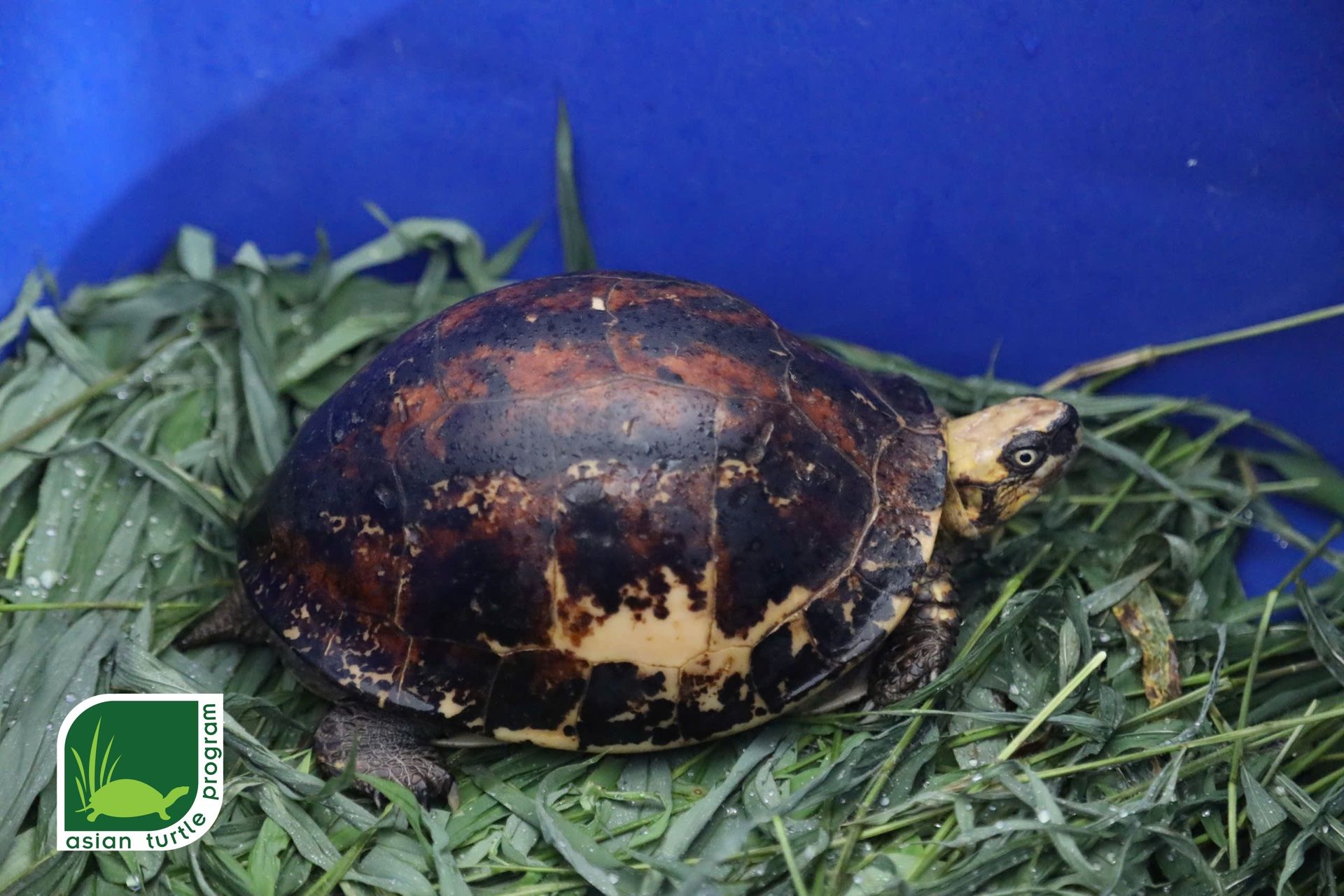 4 2026 05 26 Turtles repatriation from Korea Bourrets Box Turtle